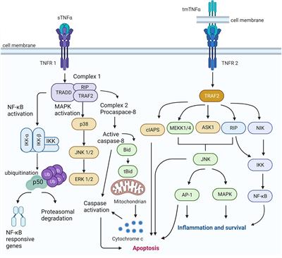 Targeting Differential Roles of Tumor Necrosis Factor Receptors as a Therapeutic Strategy for Glaucoma